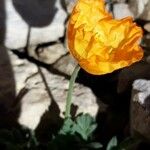 Papaver alpinum Flower