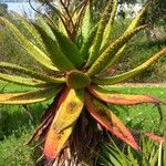 Aloe marlothii Yaprak