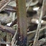 Thelypteris striata अन्य