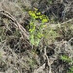Euphorbia segetalis Alia