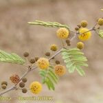 Acacia ehrenbergiana Anders