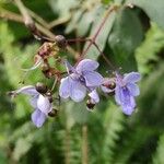 Rotheca myricoides Blüte