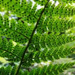 Dryopteris dilatata ഫലം