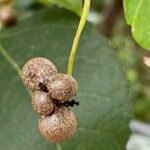 Dioscorea polystachya Fruto