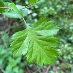 Crataegus rhipidophylla Levél