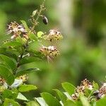 Hirtella paniculata Flor