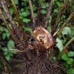 Polystichum transvaalense Annet