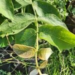 Combretum molle Leaf