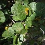 Coccoloba uvifera Leaf
