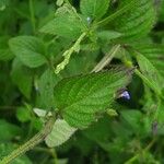 Salvia misella Leaf