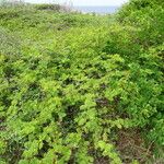 Vachellia tortuosa Tervik taim