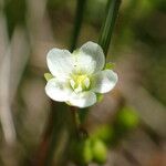Drosera rotundifolia 花