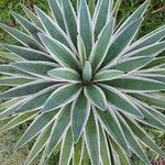 Agave viviparaLevél