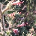 Echium asperrimum Flower