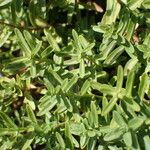 Veronica fruticans Foglia