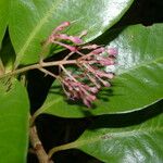 Parathesis glabra Flower