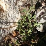 Chaenorhinum origanifolium Blatt