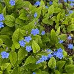 Omphalodes verna आदत