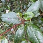 Viburnum tinus Лист