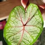 Caladium bicolor Leaf