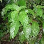 Drymonia macrophylla Habitus