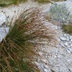 Juncus trifidus Çiçek