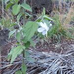 Hibiscus micranthus Hábito