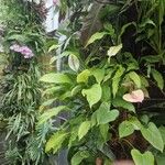 Spathiphyllum blandum Foglia