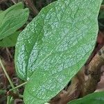 Catalpa bungei Blatt