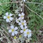 Cerastium tomentosum Flor
