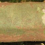 Protium aracouchini Кора