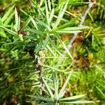 Juniperus oxycedrus Folla