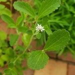 Stevia rebaudiana 花