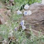 Brimeura amethystina Fula