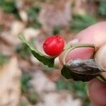 Mitchella repens Fruit