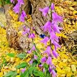Campanula rapunculoides Floare