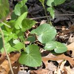 Thaspium trifoliatum Habitus