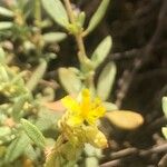Helianthemum squamatum Flor