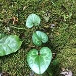 Asarum virginicum List