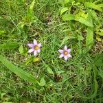 Sisyrinchium rosulatumFlower