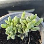 Delosperma echinatum 葉