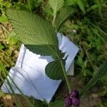 Lantana ukambensis Folha