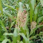 Sorghum bicolor Blomst