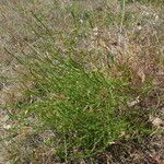 Corispermum pallasii Habit