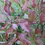 Cornus racemosa Leaf