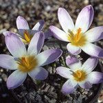 Crocus sieberi Habitus