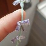 Salvia yangii 花