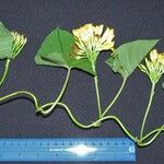 Camonea umbellata 其他