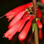 Penstemon eatonii Цвят