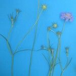 Scabiosa triandra Flower